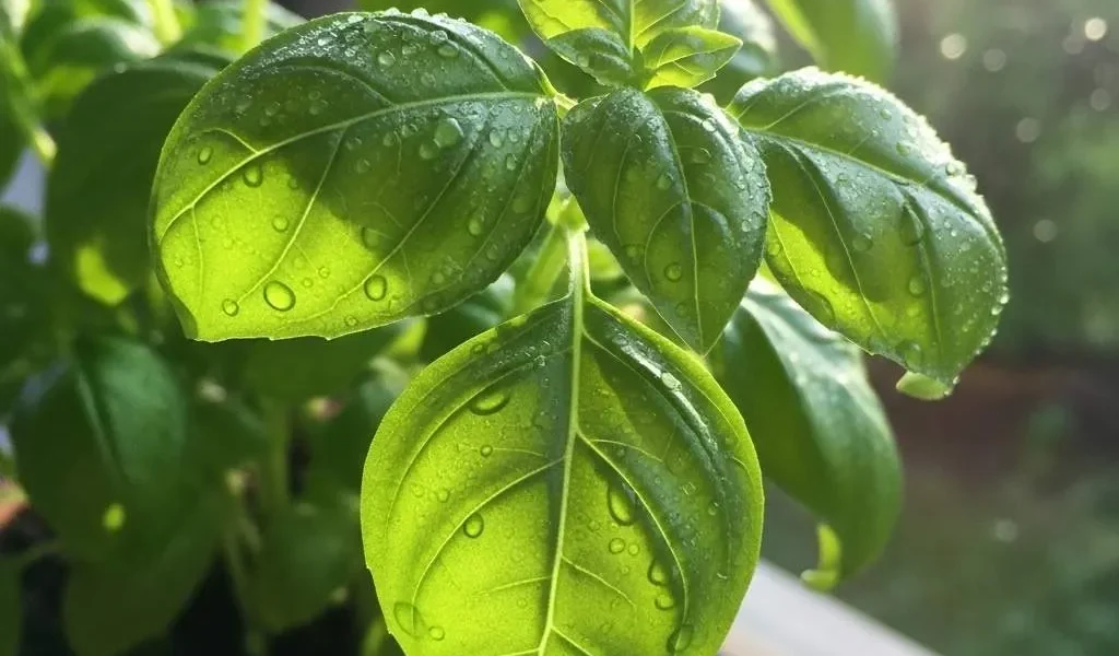 La Albahaca Aroma Esencial de Nápoles