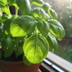 La Albahaca Aroma Esencial de Nápoles